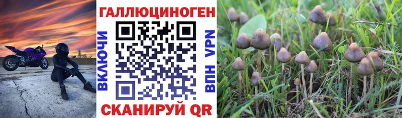 Галлюциногенные грибы мицелий  блэк спрут ссылка  Закаменск 
